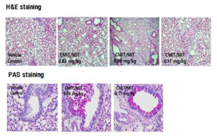 시험물질 투여 후 폐 조직 H&E 및 PAS 염색