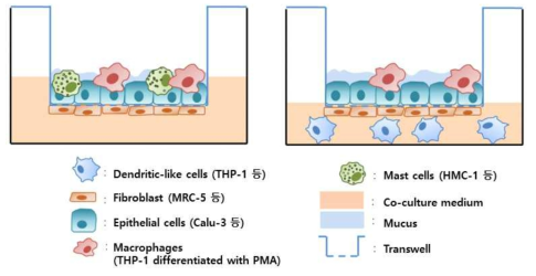 호흡기세포 공배양모델 예시