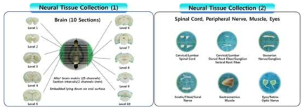 신경독성시험에서 채취, 관찰해야 하는 신경 및 기타조직의 종류