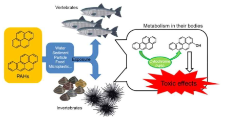 해양 생물에서 발견된 PAHs 대사체와 독성 영향