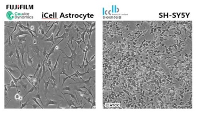 iCell astrocyte와 SH-SY5Y의 형태
