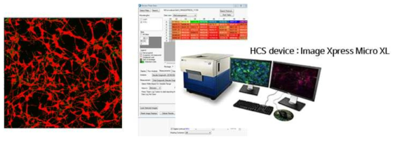 HCS 장비를 통한 neurite outgrowth의 분석