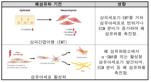 상피세포, 섬유아세포의 폐섬유화 관련 기전