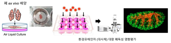 폐 ex vivo 배양 및 대사물질 독성평가