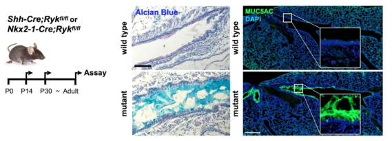 Ryk 유전자의 KO를 통한 천식 생쥐모델