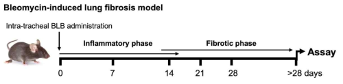 Bleomycin 유도 생쥐 폐섬유화 모델