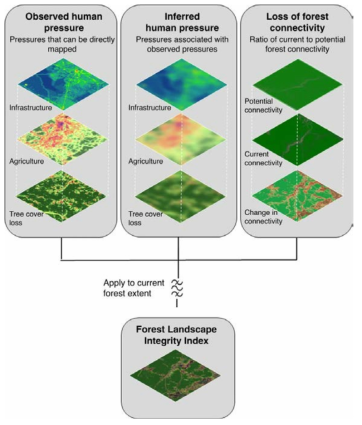 Grantham et al.(2020)의 Forest Landscape Integrity Index(FLII) 지표 생성 흐름도. 현존하는 식생이 받는 직접적 압력, 간접적 압력 및 연결성 손실량을 종합하는 새로운 지표를 개발함