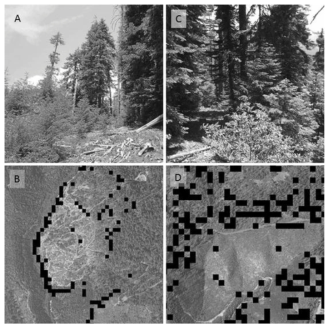 30m 해상도 주연부에 대한 디텍션 예시 (Comfort et al. 2016)