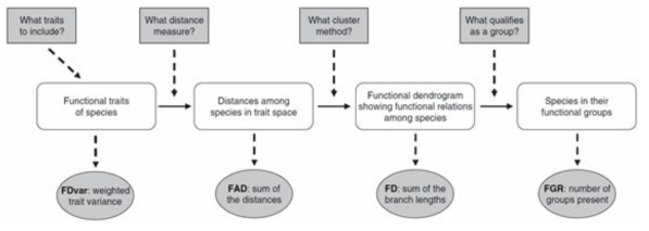 기능적 다양성의 도출 모식도 (Petchey et al., 2006). 각 종의 형질(trait)을 정리하고 거리 측정법을 결정하여 형질 공간(trait space) 속 형질 간 거리를 도출함. 클러스터링 방법의 설정을 통해 기능적 다양성을 도출함