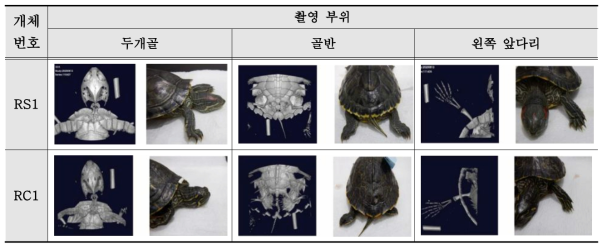 골격구조 촬영 결과 비교 예시. Red-eared slider (RS). River cooter (RC)