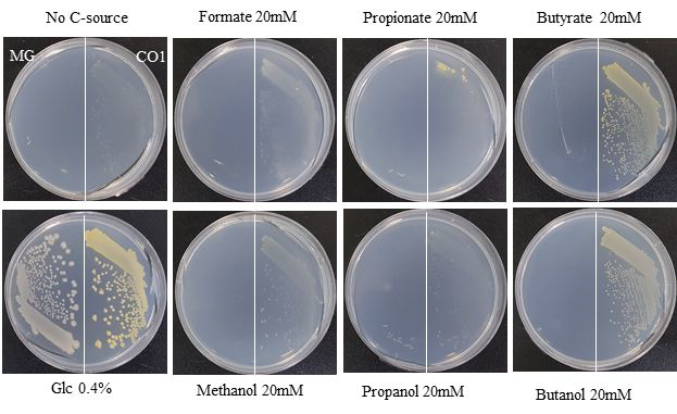 CO1 균주의 탄소 이용성