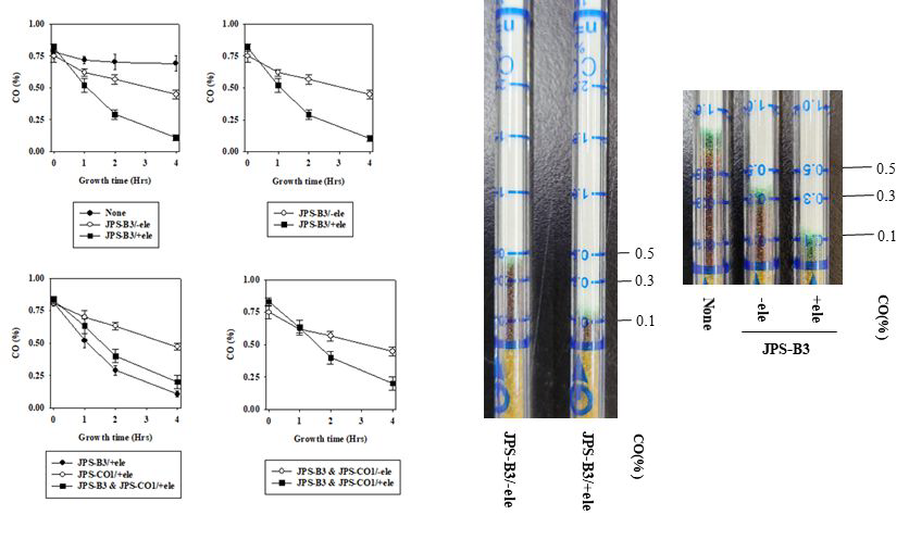 B3 균주의 CO 이용성