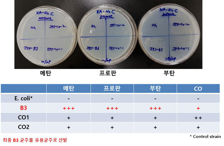 균주별 탄소 이용성 비교