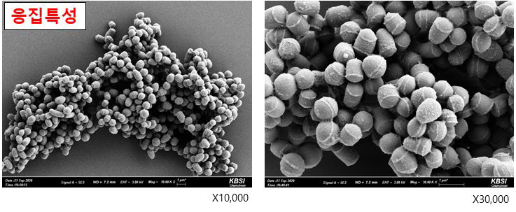 B3 균주의 SEM 촬영