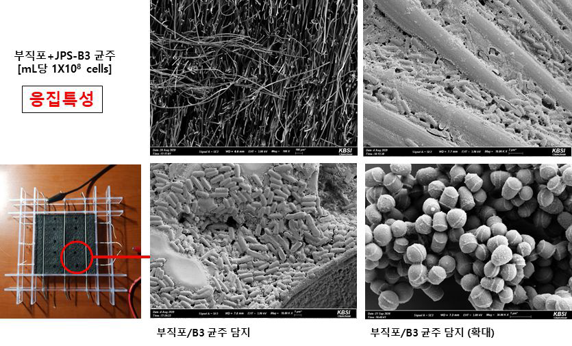 미생물 담지 filter 기본 시작품의 SEM 촬영