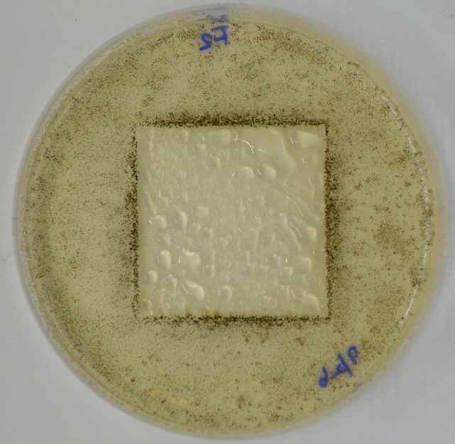 P(VDF-co-CTFE) (CTFE 10 mol%) 검체의 배양 28일차 사진