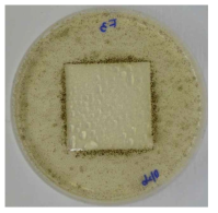 P(VDF-co-CTFE) (CTFE 10 mol%) 검체의 배양 28일차 사진