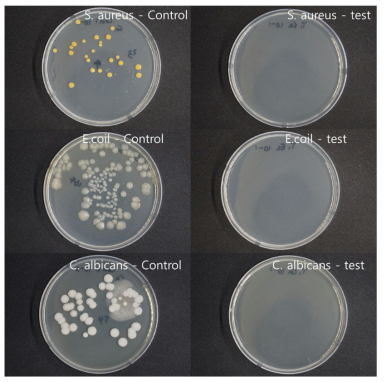 한천 배지에서 재배양된 대조군 및 실험군에서의 배양균 및 곰팡이 포자