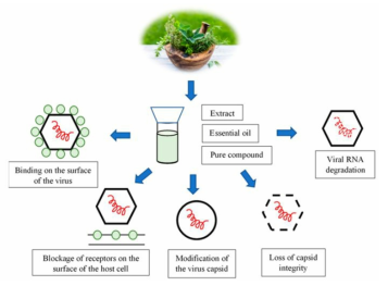 천연오일의 항균/항바이러스/항곰팡이 기전 (Sarowska, et al., Molecules 2021, 26, 4669)