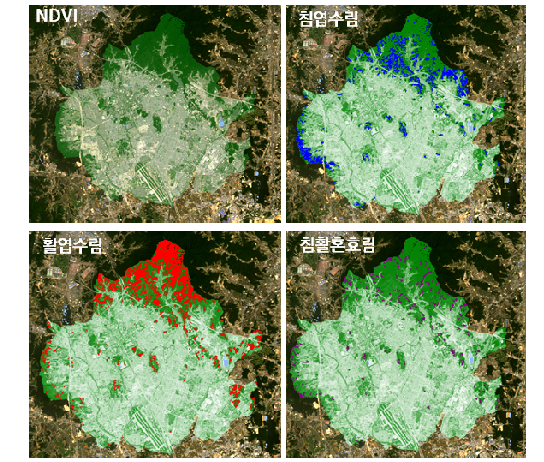 수원시 NDVI 영상 및 침엽수림, 활엽수림, 침활혼효림 영역 영상