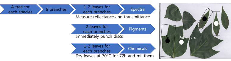 잎 시료 처리 과정 및 분광 정보 획득 방법론