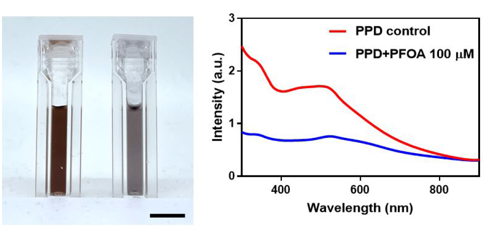 (좌)PPD와 PFOA 반응에 따른 색변화 관찰(scale bar: 1 cm), (우)샘플의 UV-vis 데이터