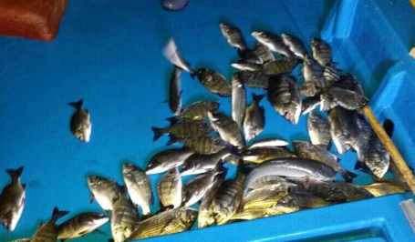 로로부두 물고기 폐사 사고2 사진자료: 전남조은뉴스
