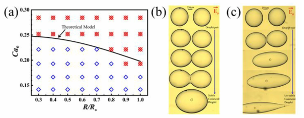 실험을 통해 관찰한 서로 다른 두 액적의 전기장을 통한 coalescence 현상 발생 이후 (a) 액적의 안정도 변화 (⦻ 불안정한 액적, ◇ 안정한 액적), (b) 안정한 액적 예시, (c) 불안정한 액적 예시