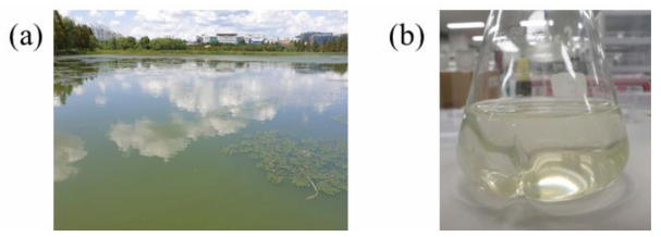 (a) 성균관대 자연과학캠퍼스 주변 일월저수지에 8월경에 발생한 실제 녹조 사진, (b) 해당 저수지에서 직접 채취한 녹조 시료