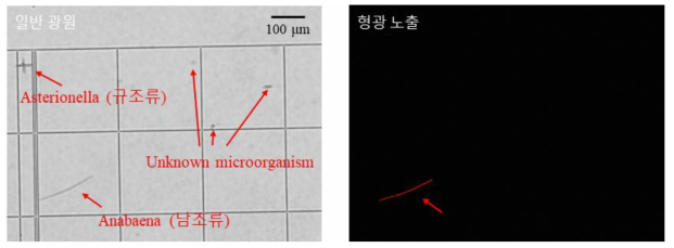 자연 수계에서 채취한 조류의 일반 광원 및 형광 노출 시 현미경 이미지 1