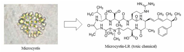 녹조류 중 하나인 microcystis 세포 파괴 시 발생되는 독성물질인 microcystin