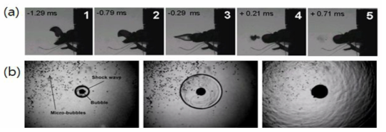 (a) 딱총새우의 집게에서 water jet이 분사되는 과정 (b) Cavitation에 의해서 나노버블이 생성되고, 그 나노버블이 수중에서 붕괴할 때 초음파가 발생하는 과정