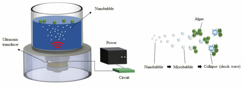 나노버블에 의한 녹조 제거 실험
