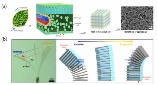 (a) 나뭇잎의 구조를 모사한 무동력 물 수송장치 및 (b) 무동력 액추에이터 개발
