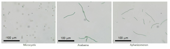 광학현미경을 이용하여 관찰한 남조류 형상