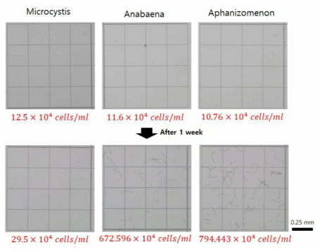 배양 1주일 후 혈구계수기를 이용하여 측정한 남조류 세포 수