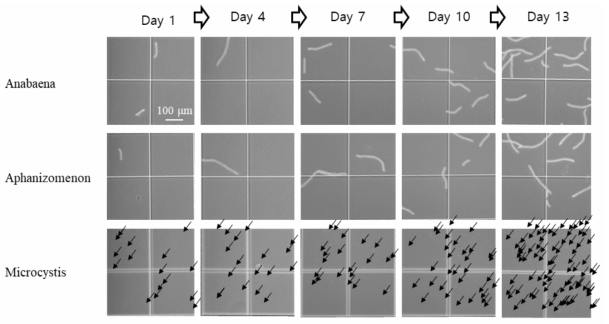 선정된 배양조건에서 시간에 따른 남조류(Anabaena, Aphanizomenon, Microcystis)의 개체수 변화