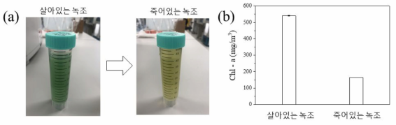 (a) 세포 사멸에 따른 녹조량 변화 측정에 사용된 Aphanizomenon 샘플, (b) Chl-a 측정 결과