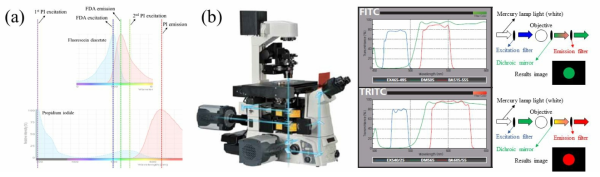 (a) FDA와 PI의 excitation, emission별 파장 intensity peak, (b) 일반적인 형광 검출 실험에 사용되는 inverted microscope 및 FITC, TRITC 필터의 excitation, emission별 파장 intensity peak와 각 필터의 형광 검출 색상 예시