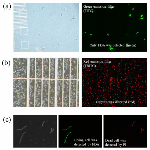 (a) FDA를 통한 살아있는 Microcystis 샘플 검출, (b) PI를 통한 죽어있는 Microcystis 샘플 검출, (c) FDA와 PI를 모두 사용하였을 때 FITC, TRITC 필터 사용에 따른 Aphanizomenon 샘플 사멸여부 개별 검출