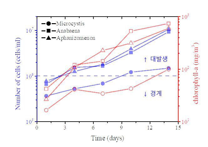 남조류 종류별 배양 기간에 따른 세포 수 및 Chl-a 측정량 변화