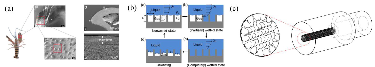 (a)딱총새우 집게발 표면에 존재하는 구조물 형상 (J. Mater. Sci., 53, 10666-10678, 2018 & Acta Biomaterialia 73, 449-457, 2018), (b)gas layer에 의한 no-slip, slip condition 모식도 (PRL., 106, 014502, 2011)