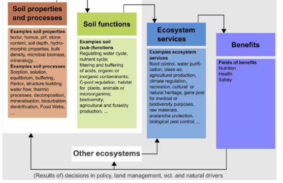 토양의 생태서비스적 기능 평가 방법 : Cascade model (Greiner, L., et al. (2017)