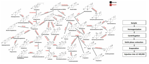 39종의 neurosteroids의 metabolic pathway 및 제브라피쉬 내의 분석 모식도