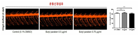 Butyl paraben이 제브라피쉬 운동신경섬유에 미치는 독성평가. (0.1% DMSO control: n = 12, 5 ㎍/㎖: n = 8, 10 ㎍/㎖: n = 13)
