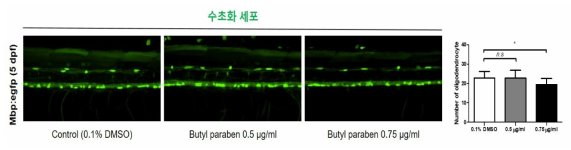 Butyl paraben이 제브라피쉬 수초화 세포에 미치는 독성평가. (0.1% DMSO control: n = 15, 5 ㎍/㎖: n = 14, 10 ㎍/㎖: n = 16)