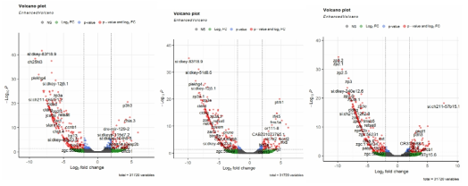 RNA-seq 분석에서 변화한 유전자들의 volcano plot 그래프 (왼쪽부터 0.01, 0.1, 1.0 mg/L 순서로 나열)