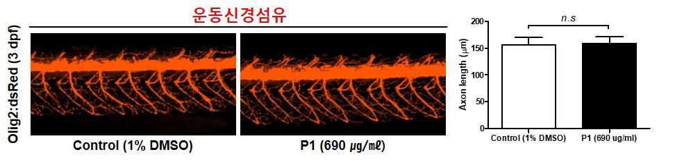 코팅제 P1이 제브라피쉬 배아의 운동신경섬유에 미치는 독성 평가 (control (1% DMSO): n=36, P1: n=38)