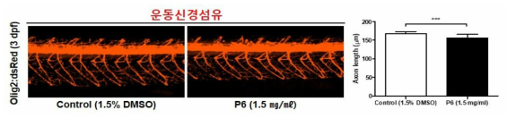 코팅제 P6가 제브라피쉬 배아의 운동신경섬유에 미치는 독성 평가 (control (1.5% DMSO): n=15, P6: n=12)