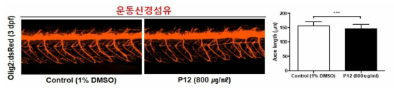 코팅제 P12가 제브라피쉬 배아의 운동신경섬유에 미치는 독성 평가 (control (1% DMSO): n=36, P12: n=44)